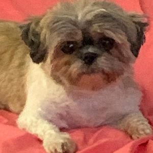 Meet your Posher, Julio